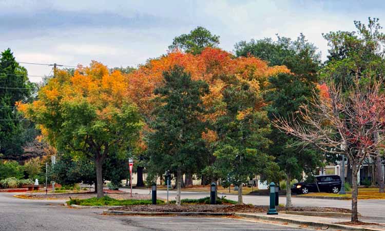 fall trees